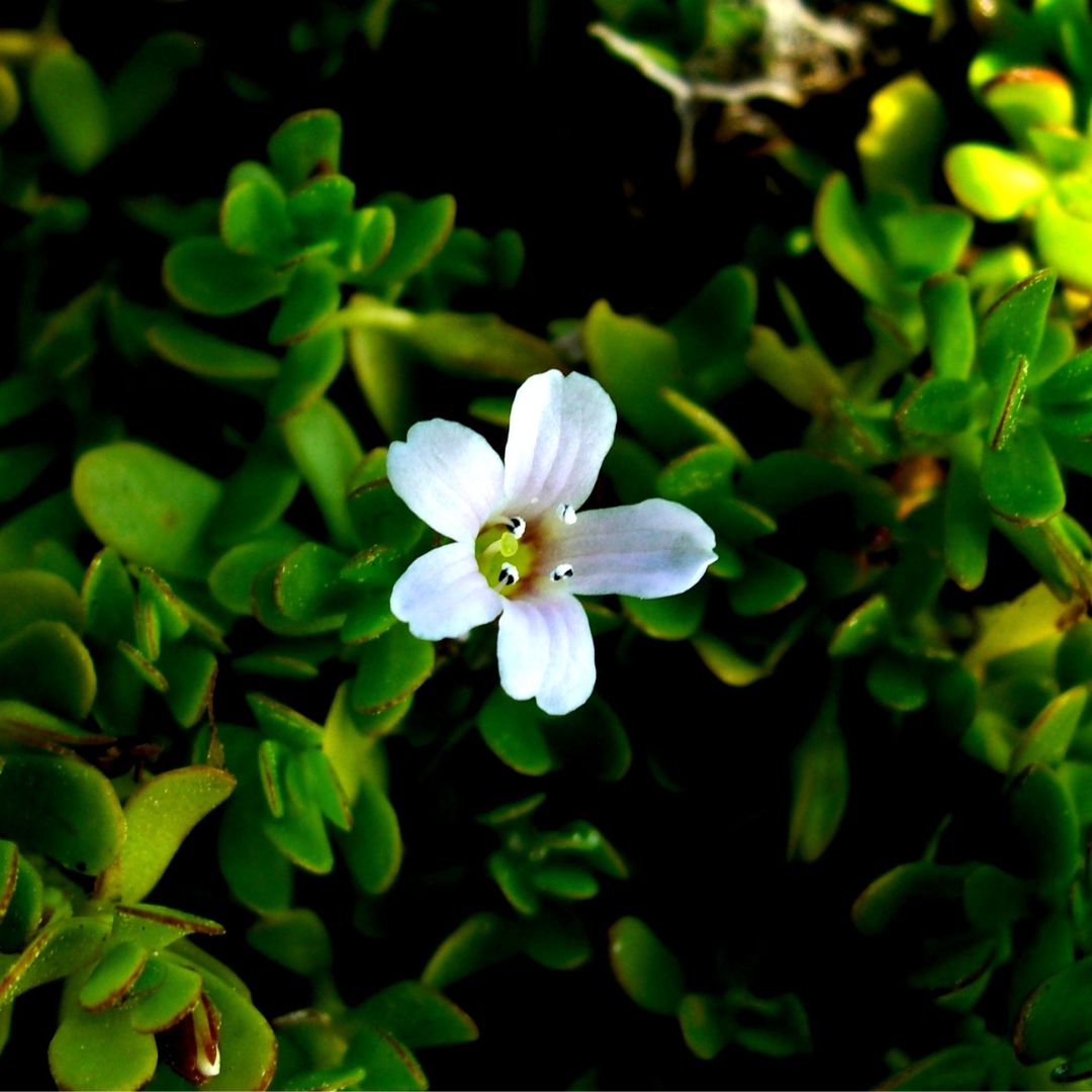 BACOPA MONNIERI - Image 2