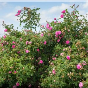 Organic Damascena Rose Oil