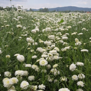 Organic Roman Chamomile (Arthemis Nobilis Oil)