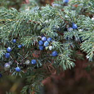 Juniper Berry Essential Oil (Juniperus Communis)