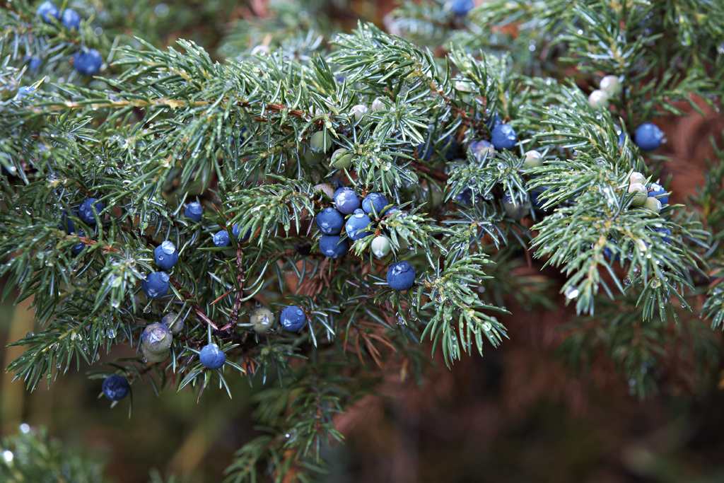 Juniper Berry Essential Oil (Juniperus Communis)
