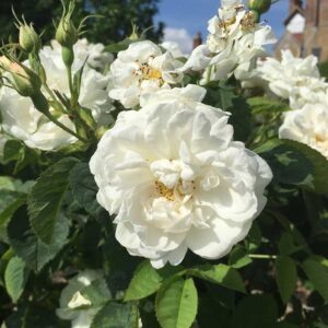 Organic Alba Rose Oil (ROSA ALBA)