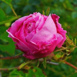 ORGANIC ROSE CENTIFOLIA OIL (ROSA CENTIFOLIA)