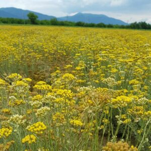 Organic Helichrysum Italicum Corsica Oil