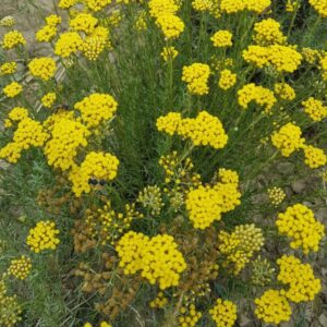 Organic Helichrysum Italicum Corsica Water