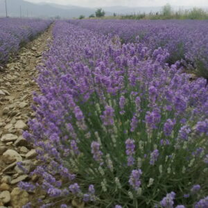 Organic Lavender Essential Oil