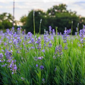 Organic Lavender Water
