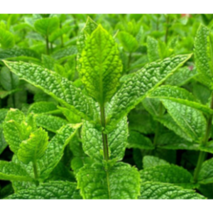 Organic Peppermint Water