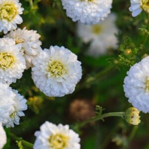 Organic Roman Chamomile Water