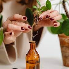 Plant Extracts